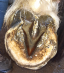 03 BACK LEFT 29th December-.PNG