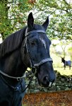 miller blue bridle.jpg