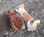 Willow and Giddy.png Willow and Giddy.png