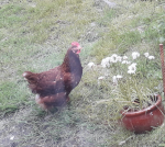 Willow in her prime.png Willow in her prime.png