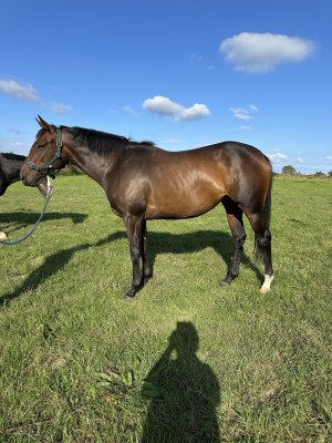 IMG_3718.jpeg IMG_3718.jpeg