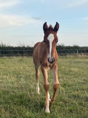 WhatsApp Image 2025-08-13 at 12.07.43 (1).jpeg WhatsApp Image 2025-08-13 at 12.07.43 (1).jpeg