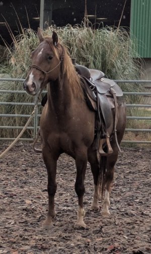 Backing.jpg Backing.jpg