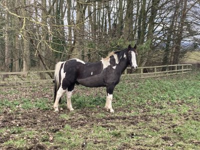 Podgy Mojo winter clip.jpg Podgy Mojo winter clip.jpg