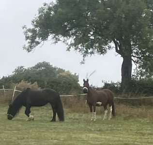 IMG_0725.jpeg IMG_0725.jpeg