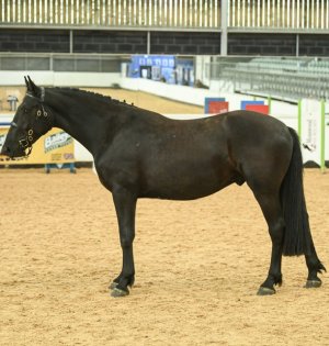 IMG_0078.jpeg IMG_0078.jpeg