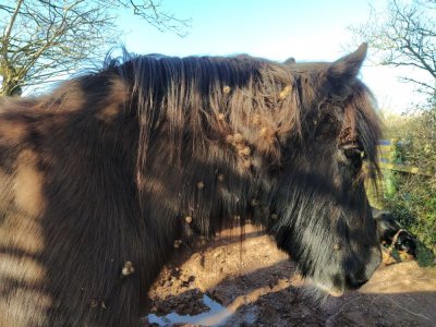 IMG_20250312_093420 Scruffy.jpg