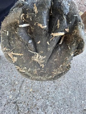 att.gzoSn-Yjd3ARucJ6To0LHZCp80Vwf8hBA64m5Y3nmMY.jpeg att.gzoSn-Yjd3ARucJ6To0LHZCp80Vwf8hBA64m5Y3nmMY.jpeg