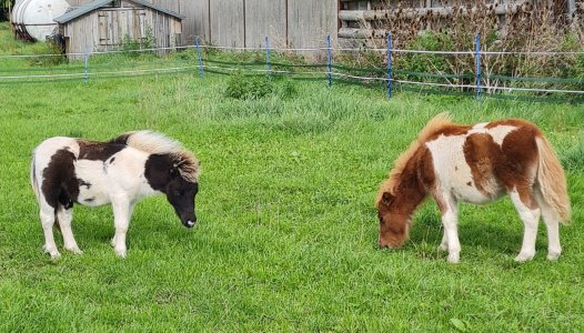 Badger and Rowan.jpg Badger and Rowan.jpg