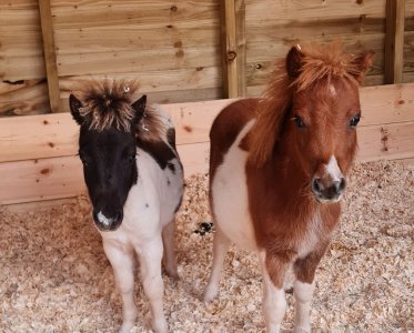 Rowan and Badger.jpg Rowan and Badger.jpg