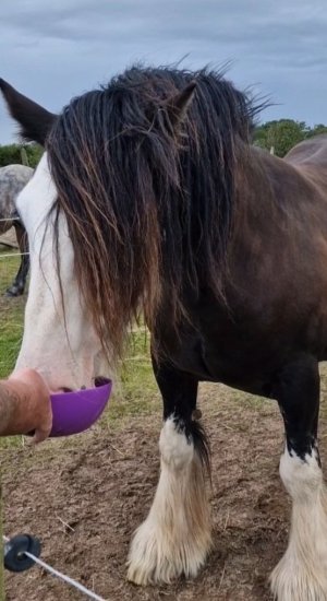 Screenshot_20250917_134810_Studio.jpg Screenshot_20250917_134810_Studio.jpg