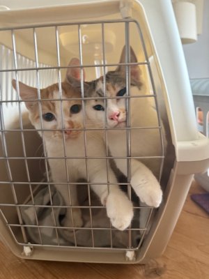 IMG_3519.jpeg IMG_3519.jpeg