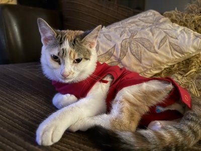 IMG_3553.jpeg IMG_3553.jpeg