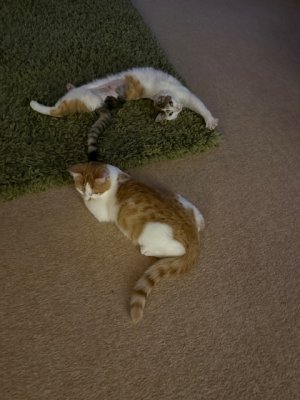 IMG_3557.jpeg IMG_3557.jpeg