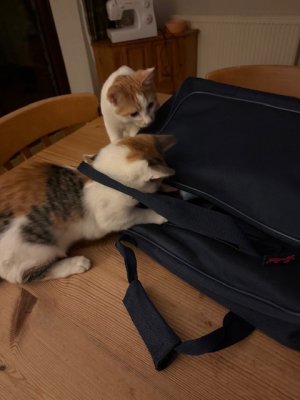 IMG_3564.jpeg IMG_3564.jpeg