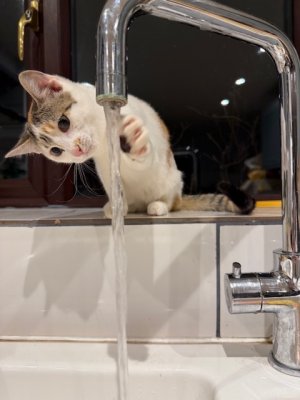 IMG_3570.jpeg IMG_3570.jpeg