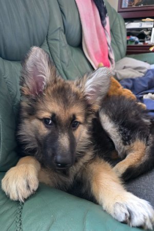 Screenshot_20251003_115702_Photos.jpg Screenshot_20251003_115702_Photos.jpg