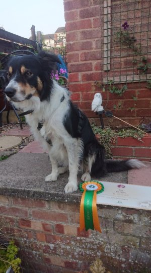 Tess -Gold Good Citizen.jpg