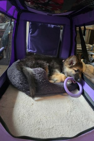 Screenshot_20251004_142453_Photos.jpg Screenshot_20251004_142453_Photos.jpg