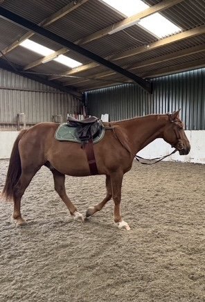 IMG_6020.jpeg IMG_6020.jpeg