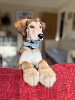 IMG_4228.jpeg IMG_4228.jpeg