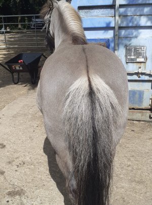 Peter dorsal stripe.jpg