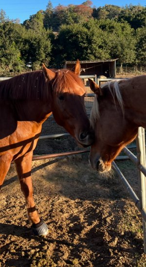 IMG_2832.jpeg IMG_2832.jpeg