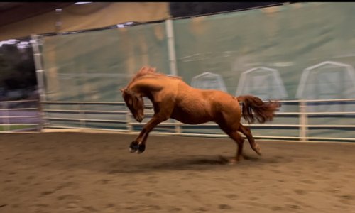 IMG_2798.jpeg IMG_2798.jpeg