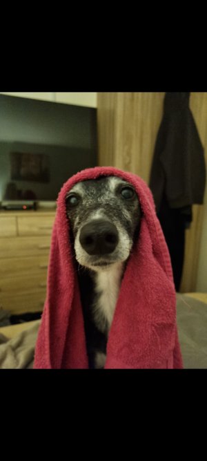 Screenshot_20251102_074355_Gallery.jpg Screenshot_20251102_074355_Gallery.jpg