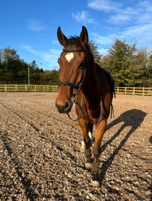 IMG_3412.jpeg IMG_3412.jpeg