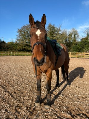 IMG_3411.jpeg IMG_3411.jpeg