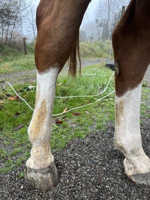 IMG_4838.jpeg IMG_4838.jpeg