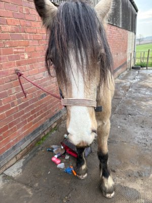 IMG_5954.jpeg IMG_5954.jpeg