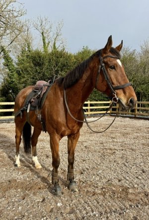 IMG_3561.jpeg IMG_3561.jpeg