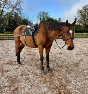 IMG_3562.jpeg IMG_3562.jpeg