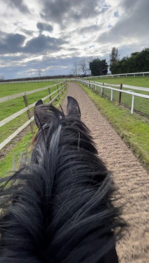 IMG_6101.jpeg IMG_6101.jpeg