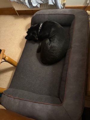 IMG_4387.jpeg IMG_4387.jpeg