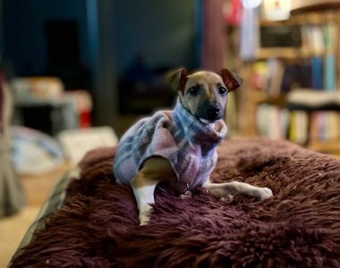 IMG_5546.jpeg IMG_5546.jpeg