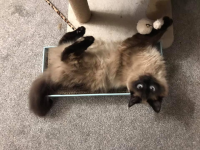 1763133961520.png 1763133961520.png