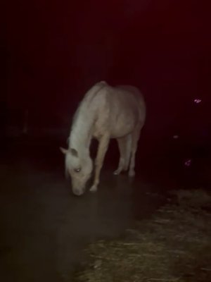 IMG_8301.jpeg IMG_8301.jpeg