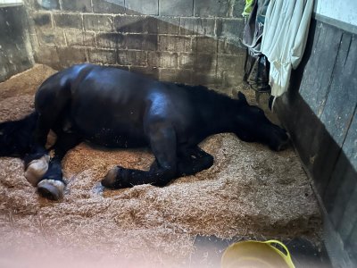 stable 1.jpg stable 1.jpg