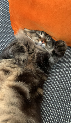 1763414002700.png 1763414002700.png