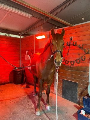 IMG_3336.jpeg IMG_3336.jpeg