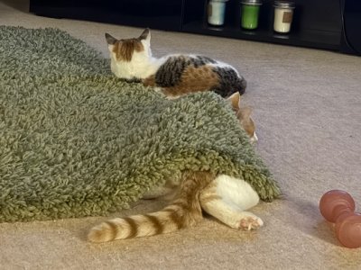 IMG_4570.jpeg IMG_4570.jpeg