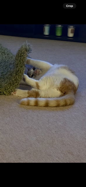 IMG_4576.png IMG_4576.png