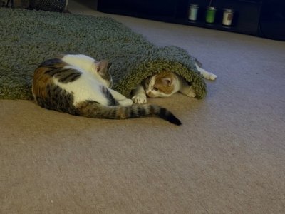 IMG_4572.jpeg IMG_4572.jpeg