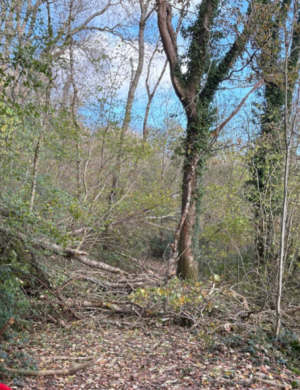 Screenshot_20251120-150742-344.png Screenshot_20251120-150742-344.png