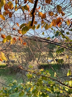 IMG_1730.jpeg IMG_1730.jpeg