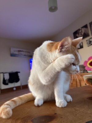 IMG_4583.jpeg IMG_4583.jpeg