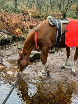 437229C6-9594-43E3-8ACB-78CFE370B2D2.jpeg 437229C6-9594-43E3-8ACB-78CFE370B2D2.jpeg